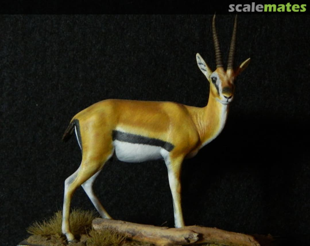 Boxart Thomson gazelle Bouts de brousse Boxart Thomson gazelle Bouts de brousse