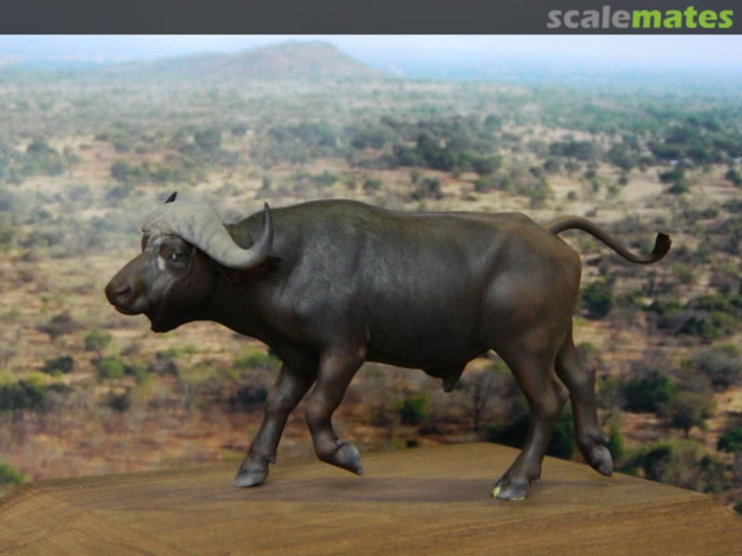 Boxart Caffer buffalo Bouts de brousse Boxart Caffer buffalo Bouts de brousse