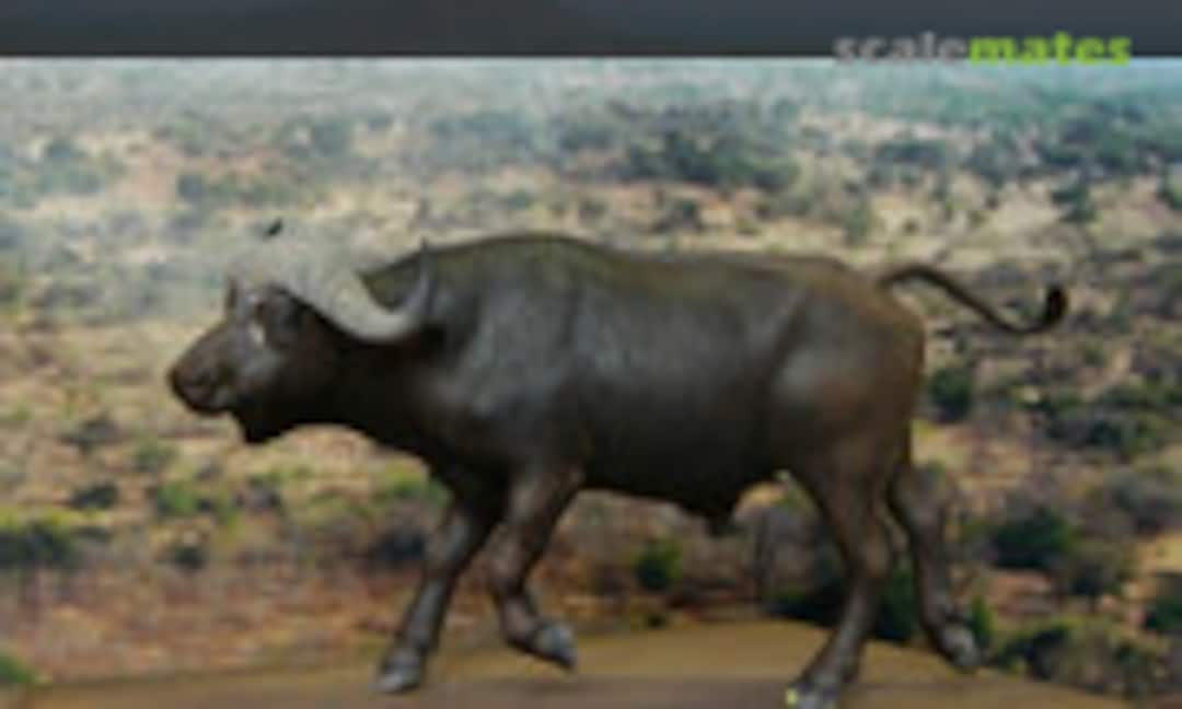 54mm Caffer buffalo (Bouts de brousse )