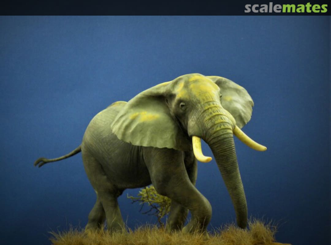 Boxart African elephant Bouts de brousse Boxart African elephant Bouts de brousse