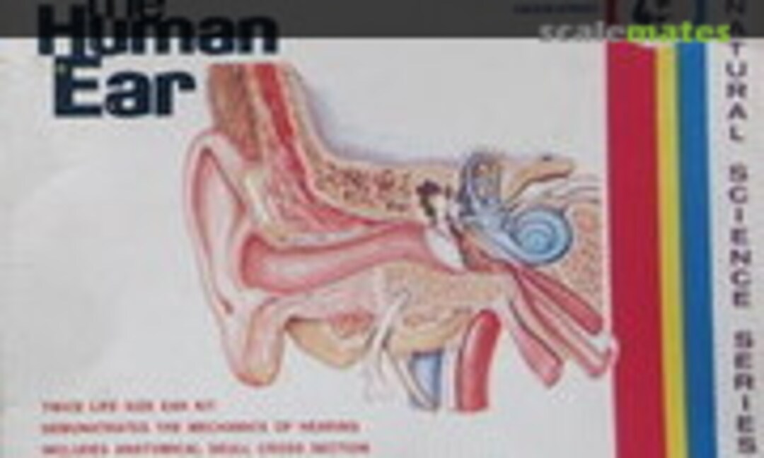 2:1 The Human Ear (Lindberg 1314) 1314