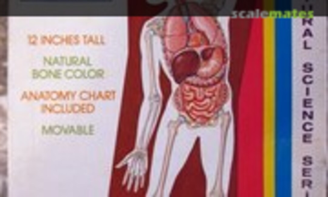 1:6 Modern Man Skeleton with Vital Organs (Lindberg 1317)