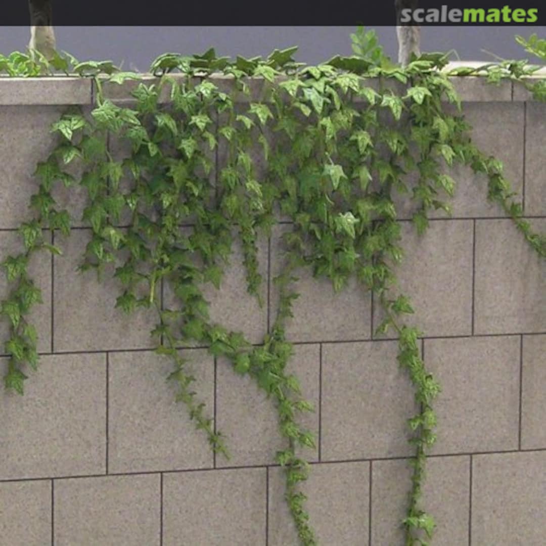 Boxart Ivy A-24 Kamizukuri Boxart Ivy A-24 Kamizukuri