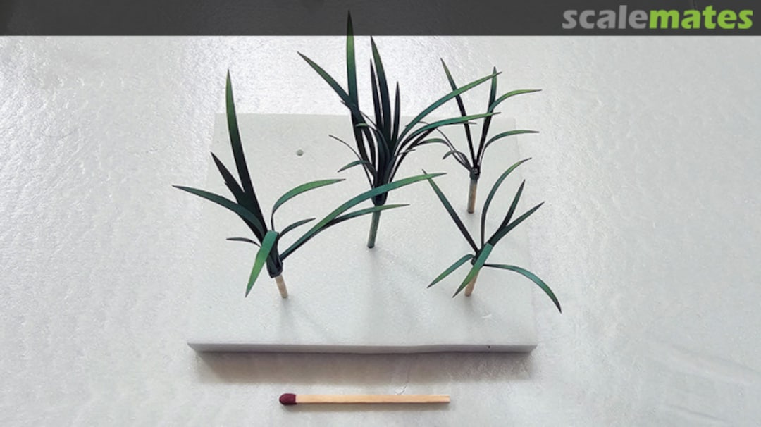 Boxart Grass - Sedge Version A P012-35 Firma49 Boxart Grass - Sedge Version A P012-35 Firma49