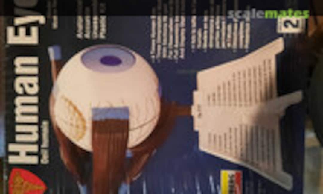 4:1 Human Eye (Lindberg 71336) 71336