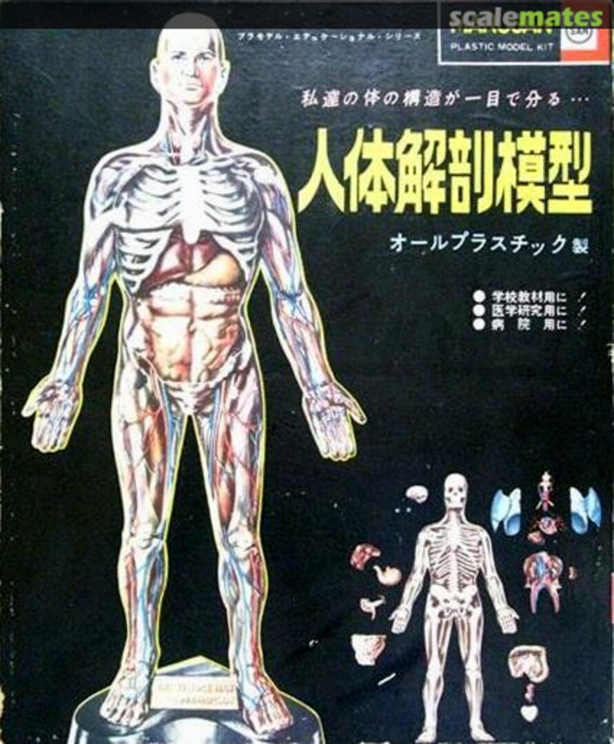 Boxart Human anatomy model 7070 Marusan Boxart Human anatomy model 7070 Marusan