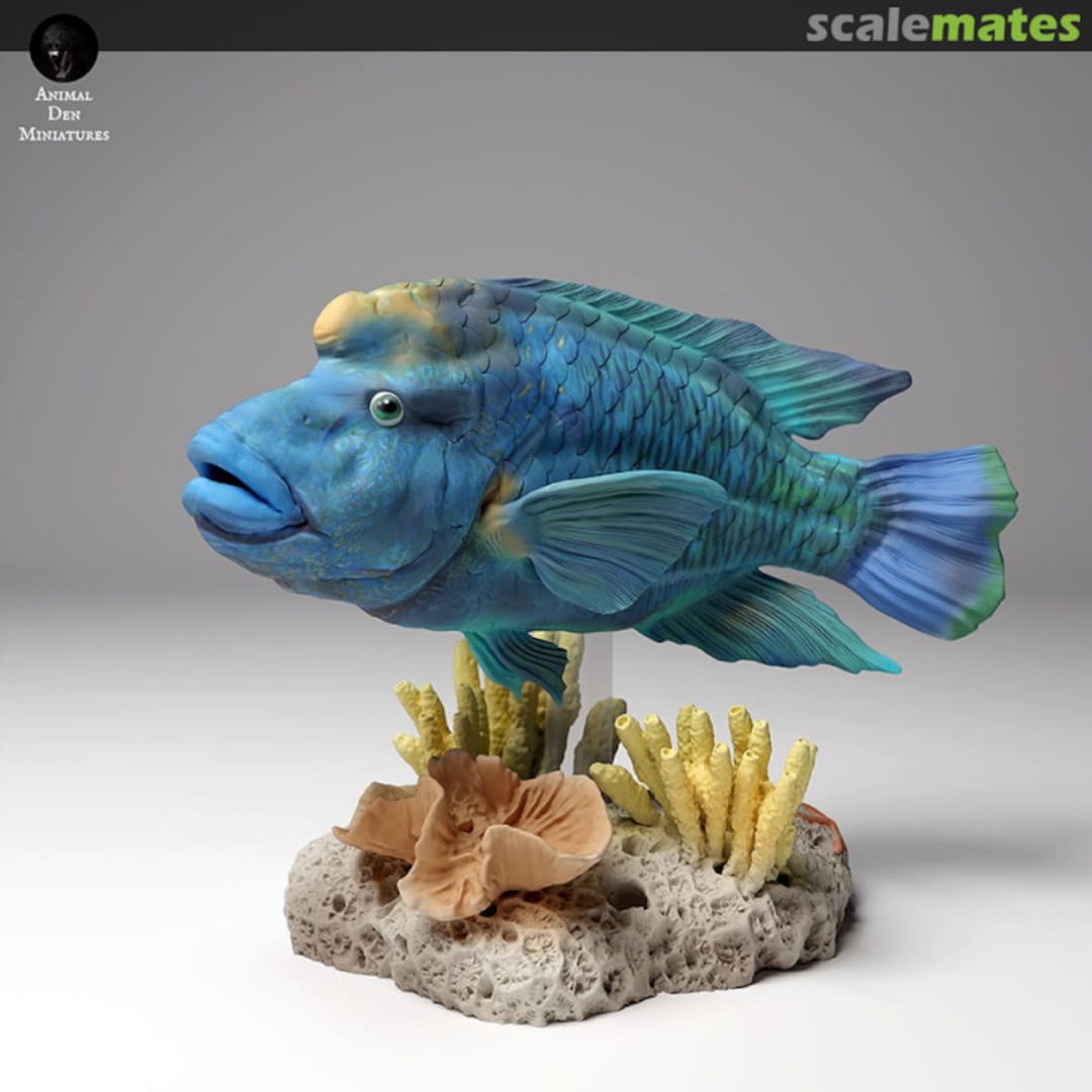 Boxart Fish - napoleon wrasse - 8-9 mm (12 pieces) 99161102-08 EMP3d Boxart Fish - napoleon wrasse - 8-9 mm (12 pieces) 99161102-08 EMP3d