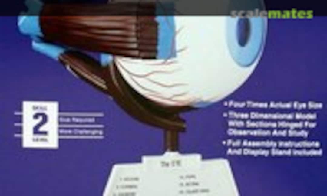 4:1 Human Eye (Lindberg 71307)