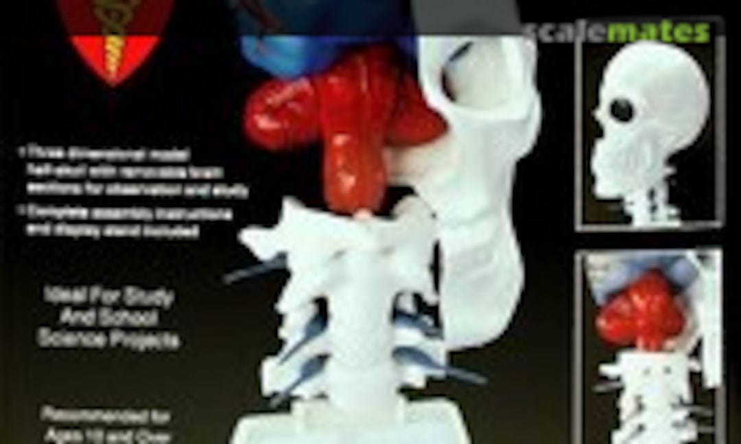 1:1 Brain/Skull (Lindberg 71306)