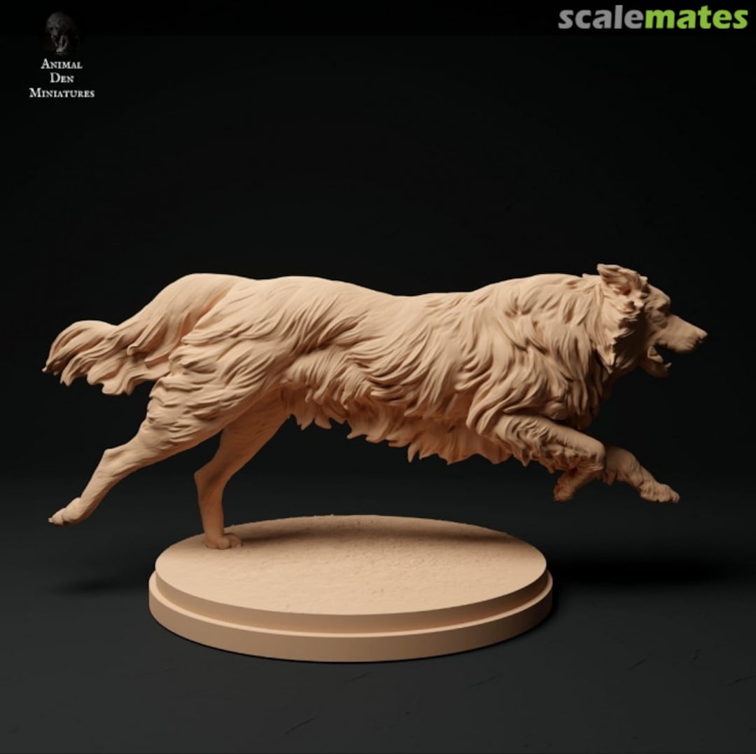 Boxart Dogs - border collie - running 35130111 EMP3d Boxart Dogs - border collie - running 35130111 EMP3d