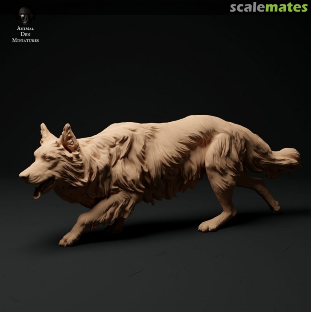 Boxart Dogs - border collie - sneaking 35130113 EMP3d Boxart Dogs - border collie - sneaking 35130113 EMP3d