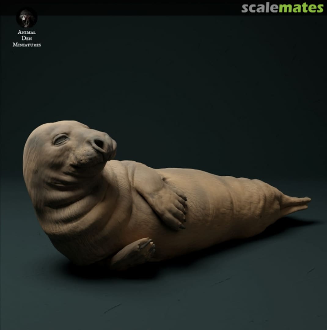 Boxart Grey seal male 35130210 EMP3d Boxart Grey seal male 35130210 EMP3d