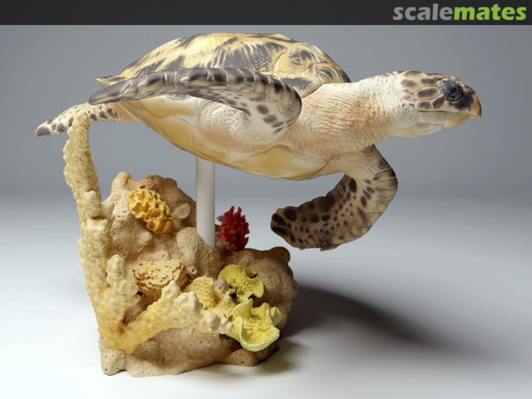 Boxart Sea Turtle - Swimming 72130268 EMP3d Boxart Sea Turtle - Swimming 72130268 EMP3d