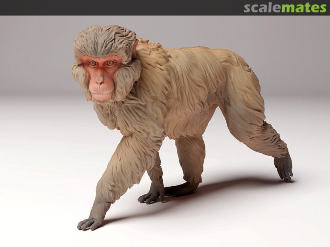 Boxart Snow monkey - Japanese macaque 72130289 EMP3d