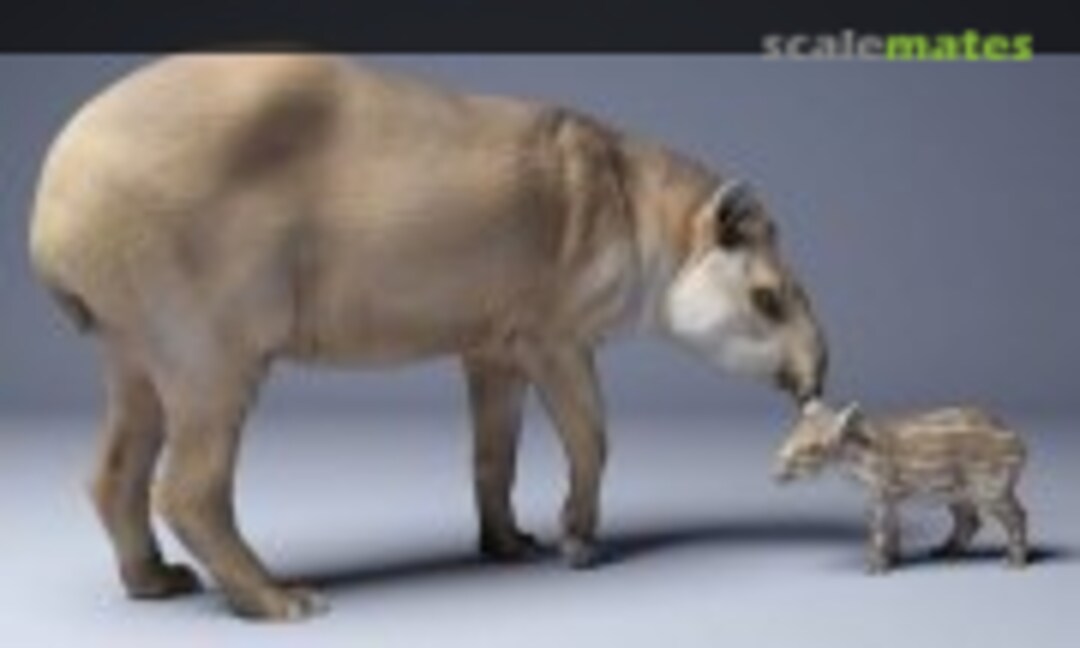 1:35 American Tapir - female with calf - walking (EMP3d 35130255) 35130255
