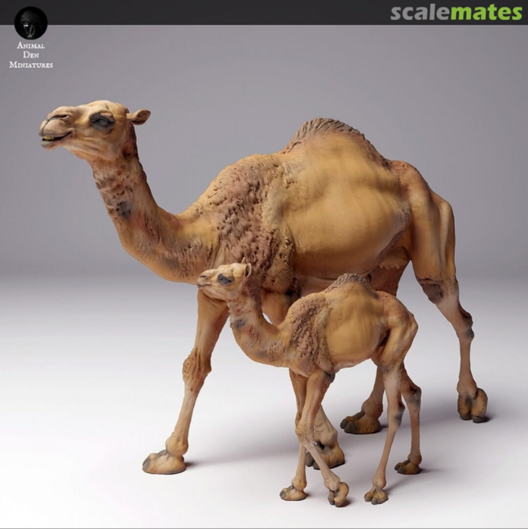 Boxart Dromedary Camel - Female with Young - Set 35130261 EMP3d Boxart Dromedary Camel - Female with Young - Set 35130261 EMP3d