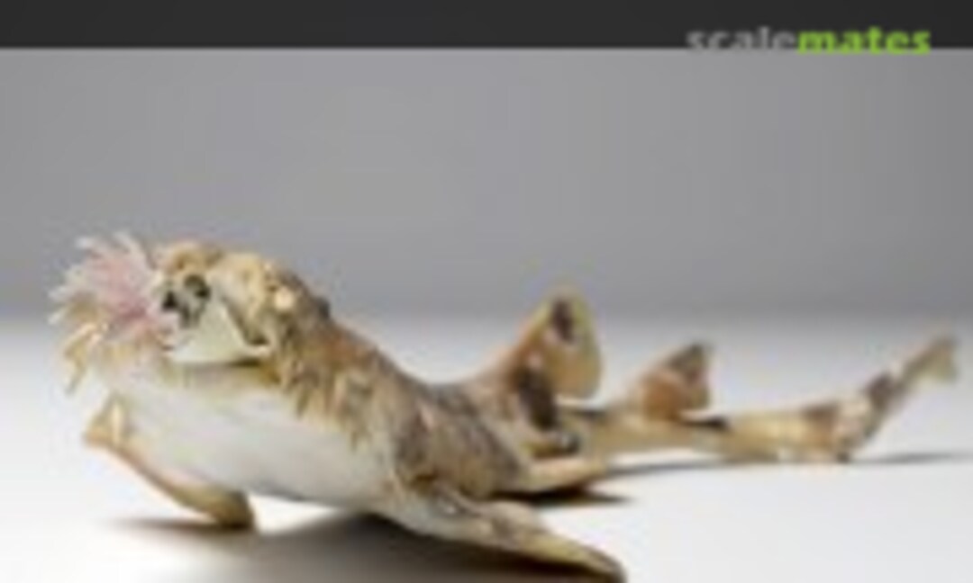 1:35 Spotted Wobbegong Shark - hunting (EMP3d 35130272) 35130272
