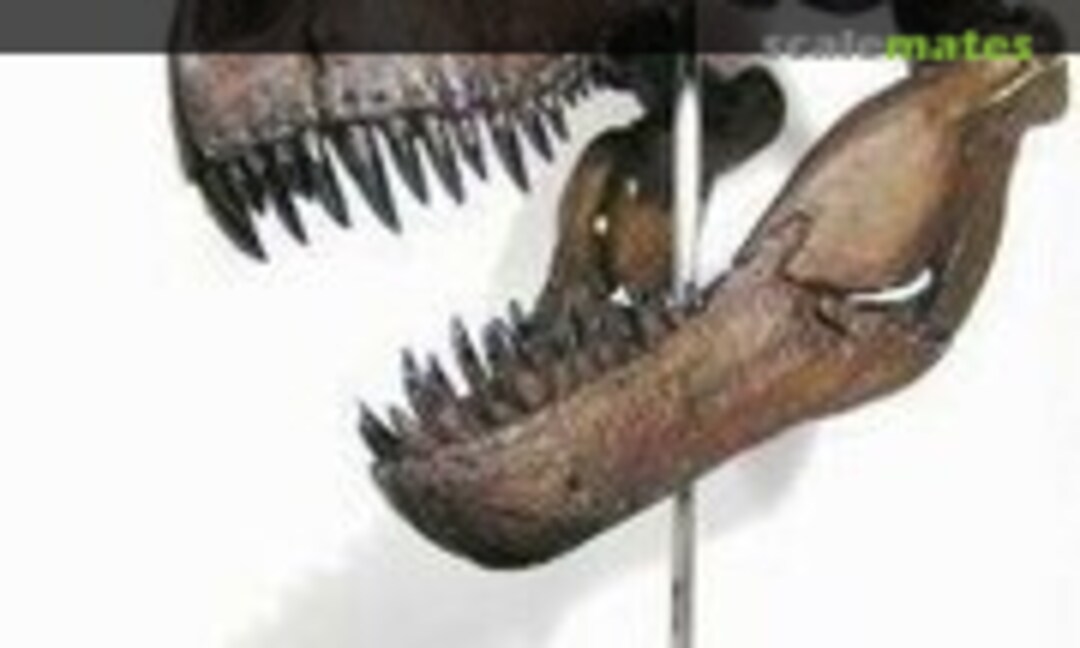 Tyrannosaurus Schädel (Italeri Rex01)