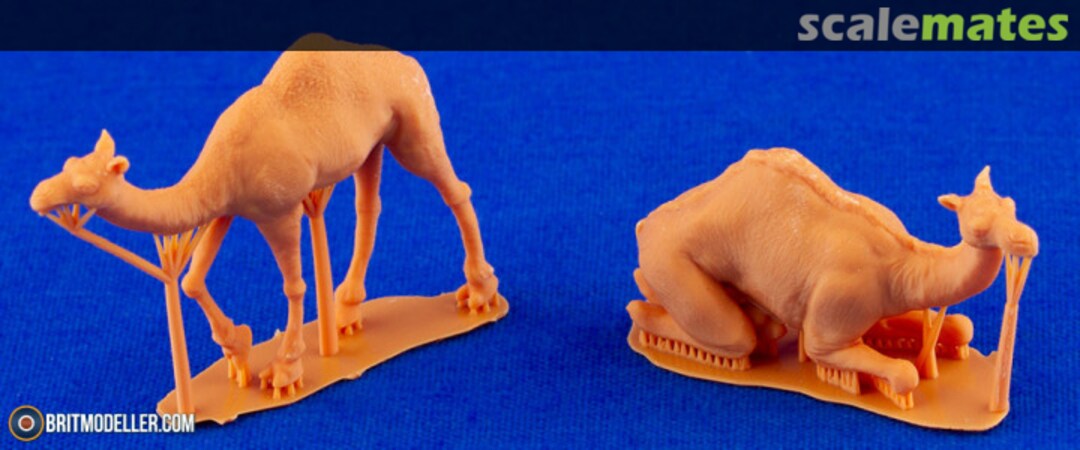 Boxart Dromedary (2 pcs) F48398 CMK Boxart Dromedary (2 pcs) F48398 CMK