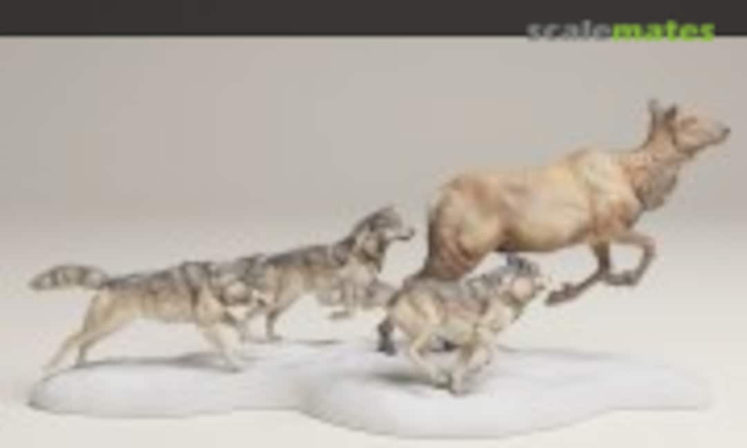 1:48 Grey wolf - Wolves hunting elk cow (EMP3d 48130464) 48130464
