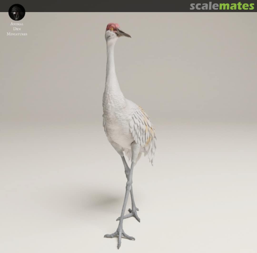 Boxart Greater Sandhill Crane - Male walking 48130540 EMP3d Boxart Greater Sandhill Crane - Male walking 48130540 EMP3d
