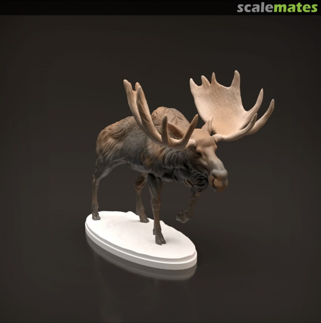 Boxart Moose - male (bull) standing 72130446 EMP3d Boxart Moose - male (bull) standing 72130446 EMP3d