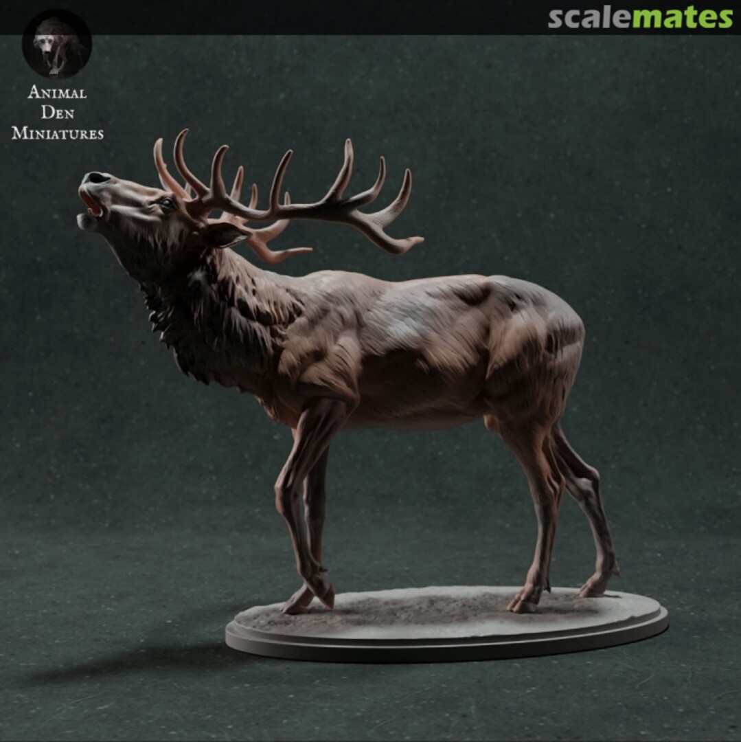 Boxart Red deer - stag calling 72130447 EMP3d Boxart Red deer - stag calling 72130447 EMP3d