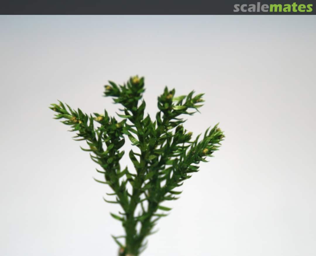 Boxart Jungle Bush II (37-120mm) 110 JoeFix Studio's Boxart Jungle Bush II (37-120mm) 110 JoeFix Studio's