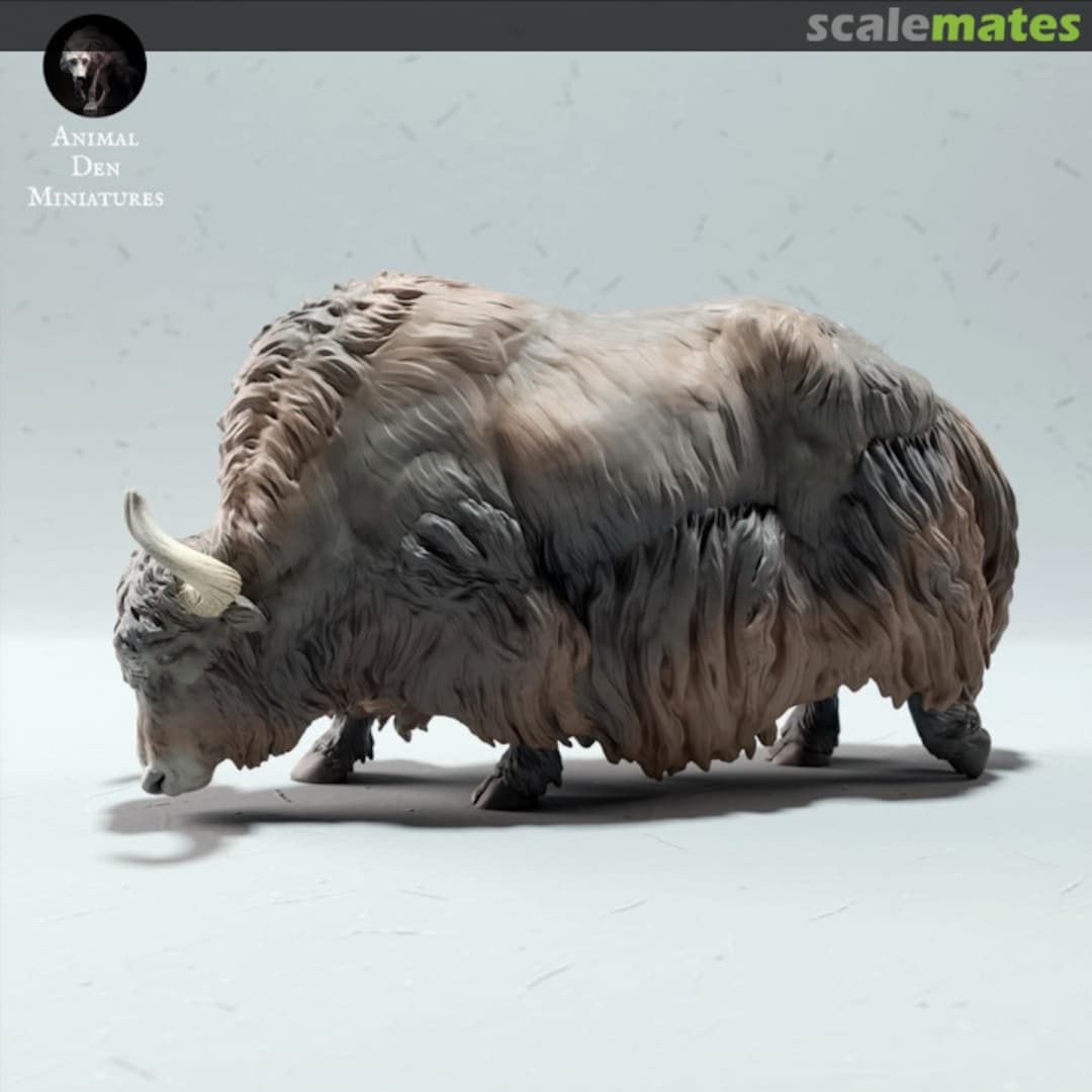 Boxart Himalayan Yak - male grazing 72130602 EMP3d Boxart Himalayan Yak - male grazing 72130602 EMP3d