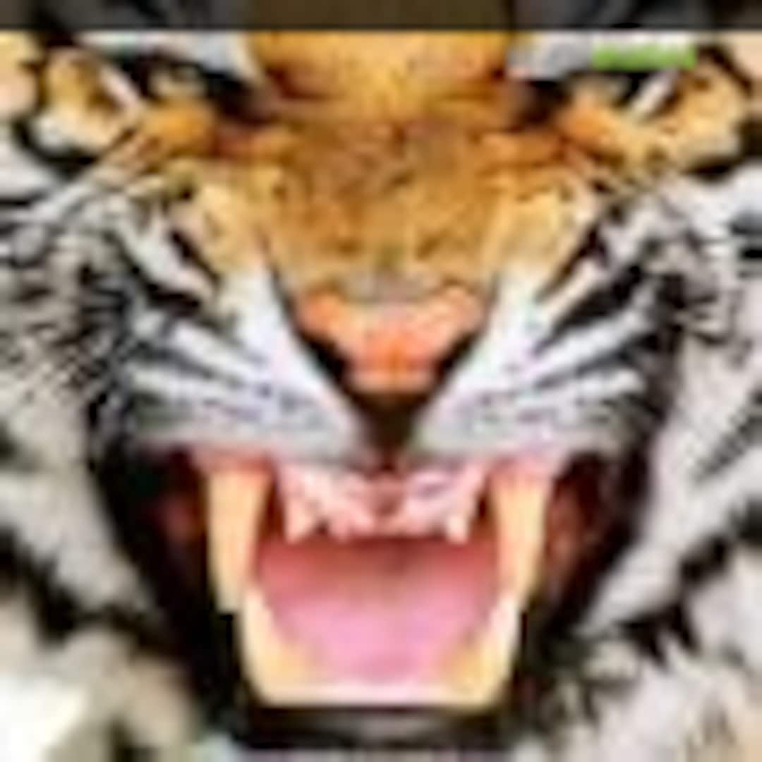 Tigers Tigers