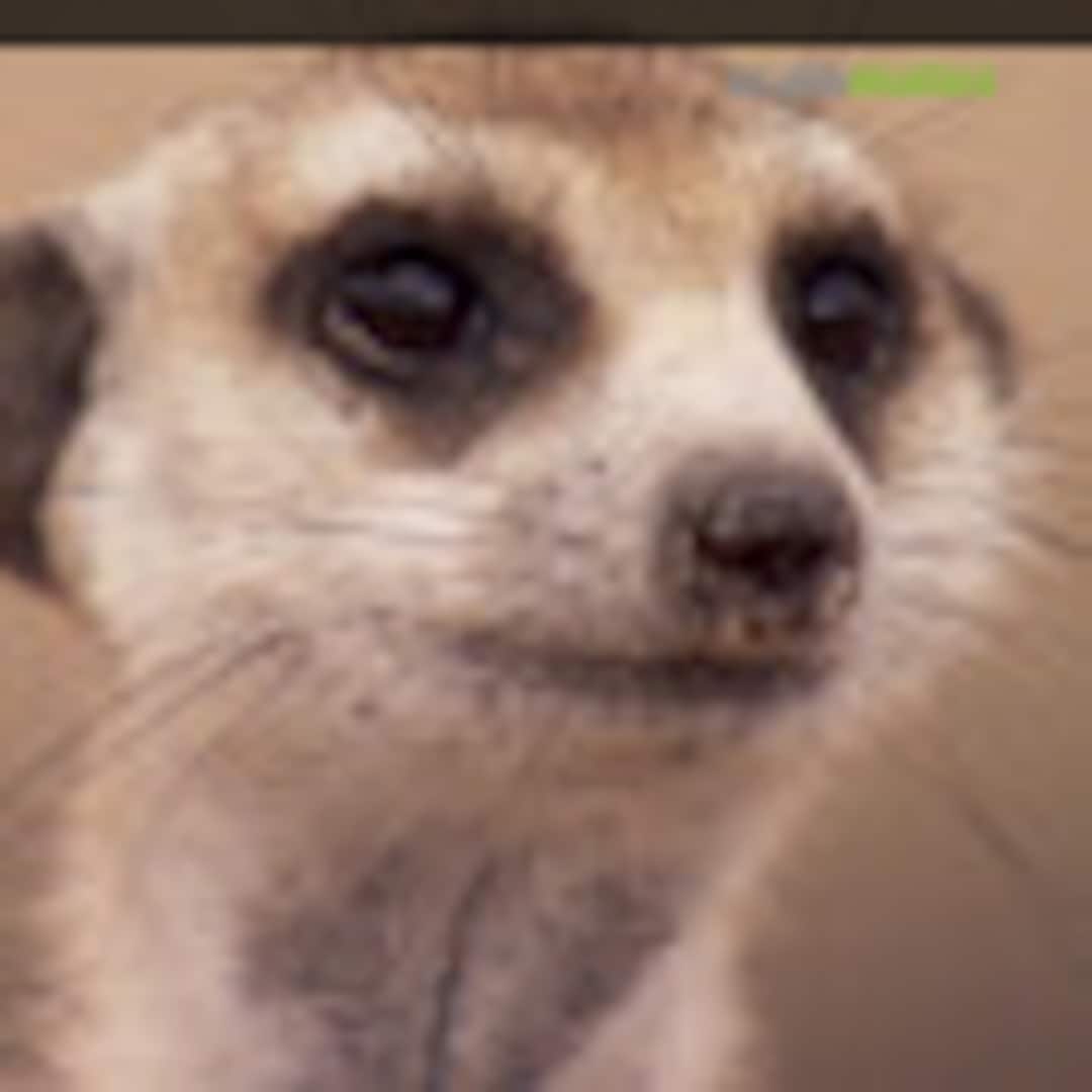 MeerkatWC